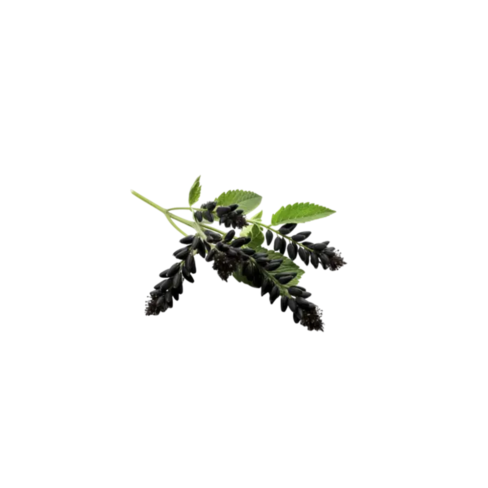 Black cohosh