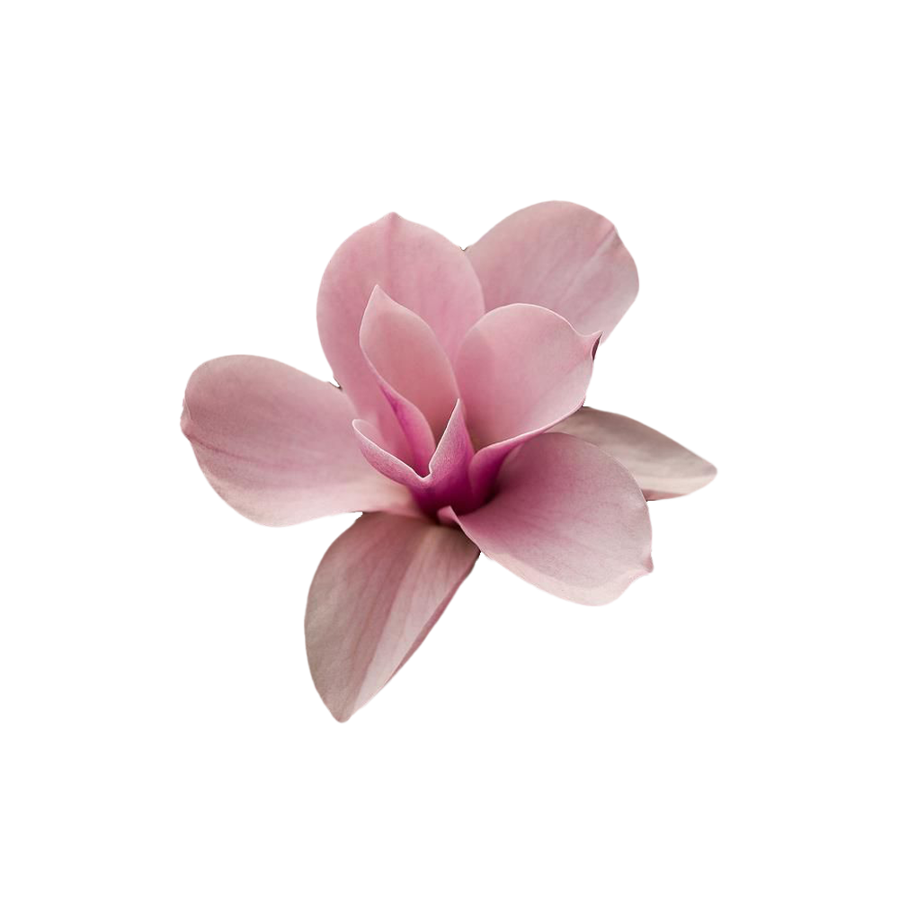 Magnolia