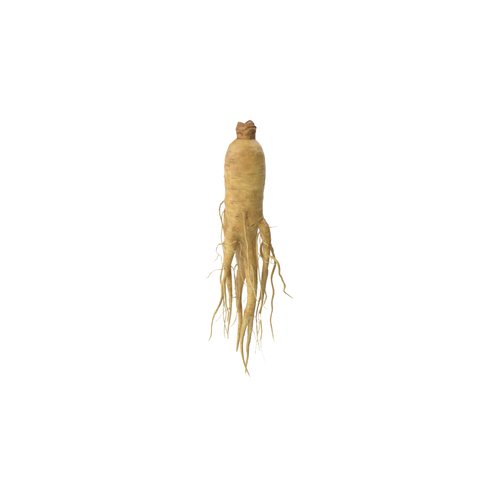 Siberian ginseng