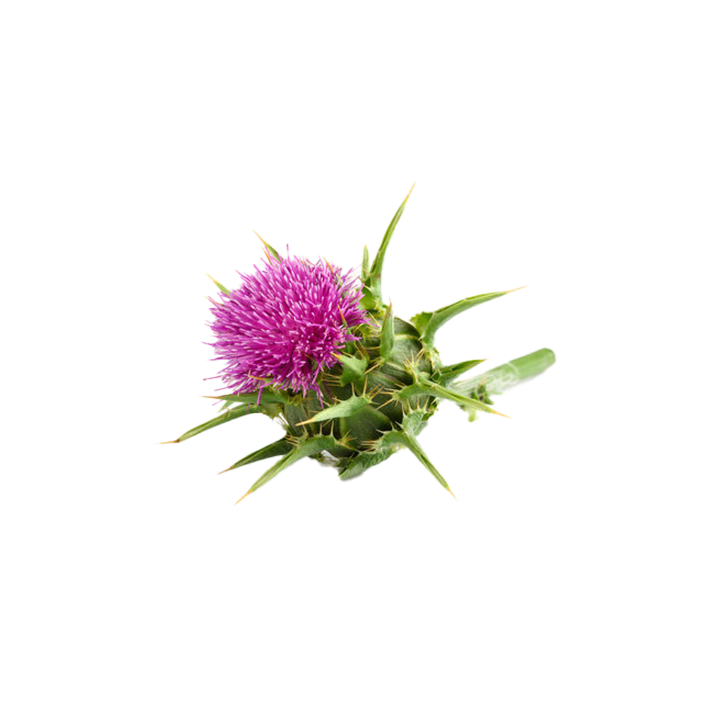 St Mary's thistle