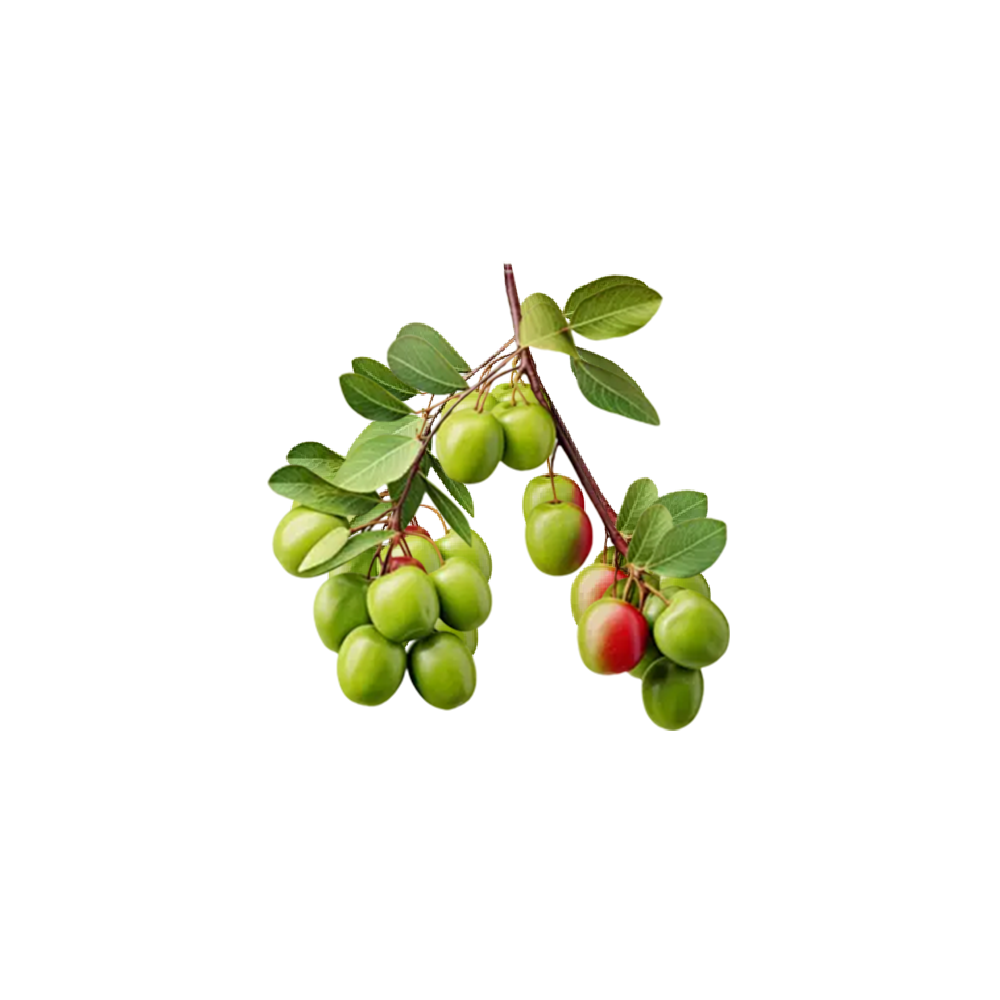 Ziziphus