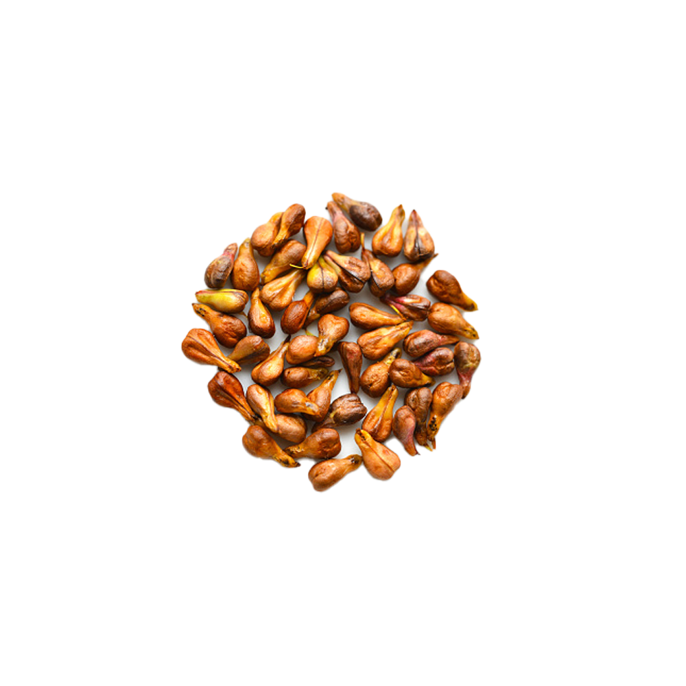 Grape seed