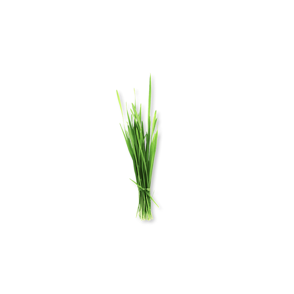 Barley grass
