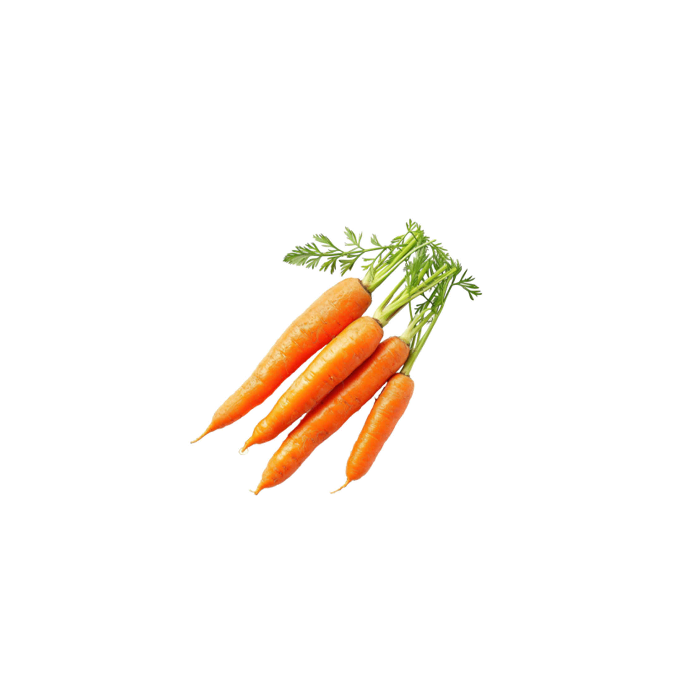 Carrot