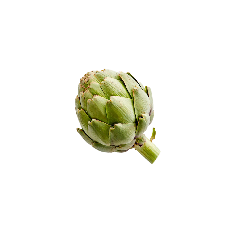Globe artichoke