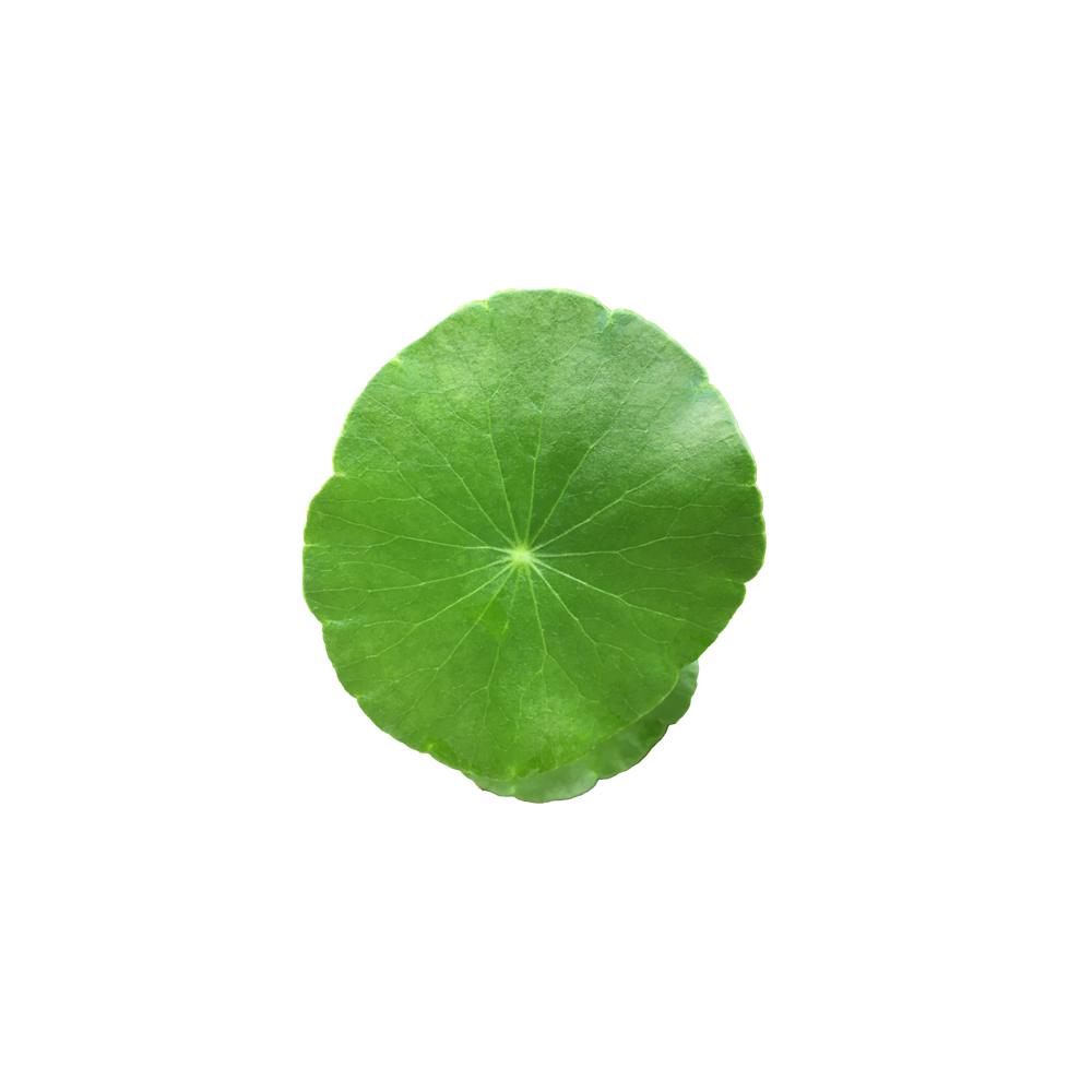 Gotu kola