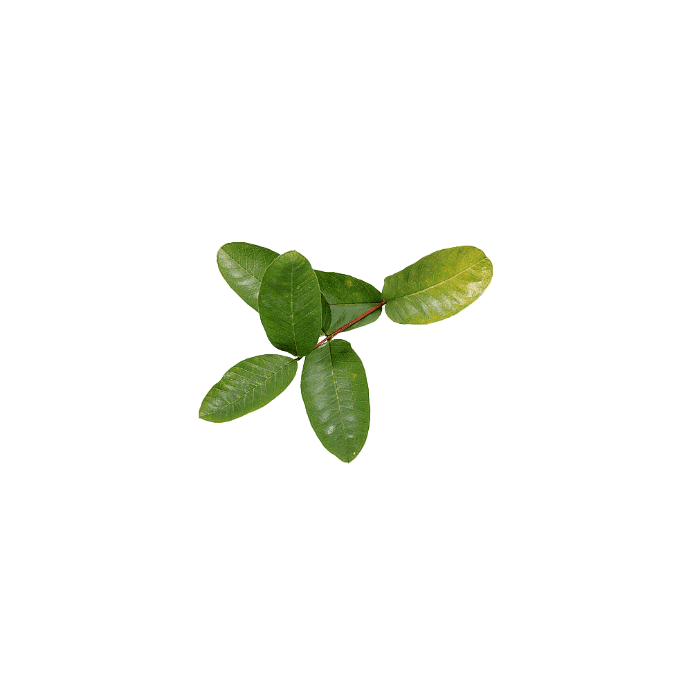 Organic guava leaf