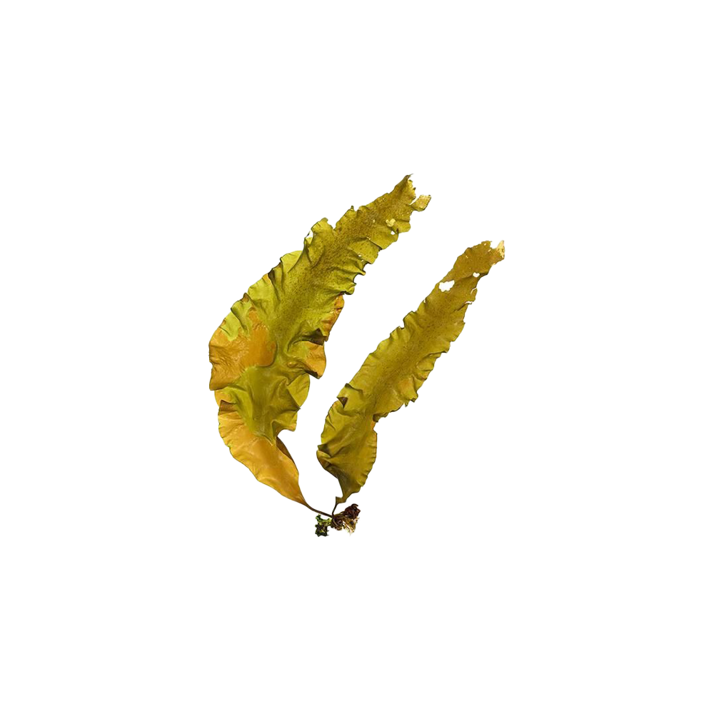 Kelp (Iodine)