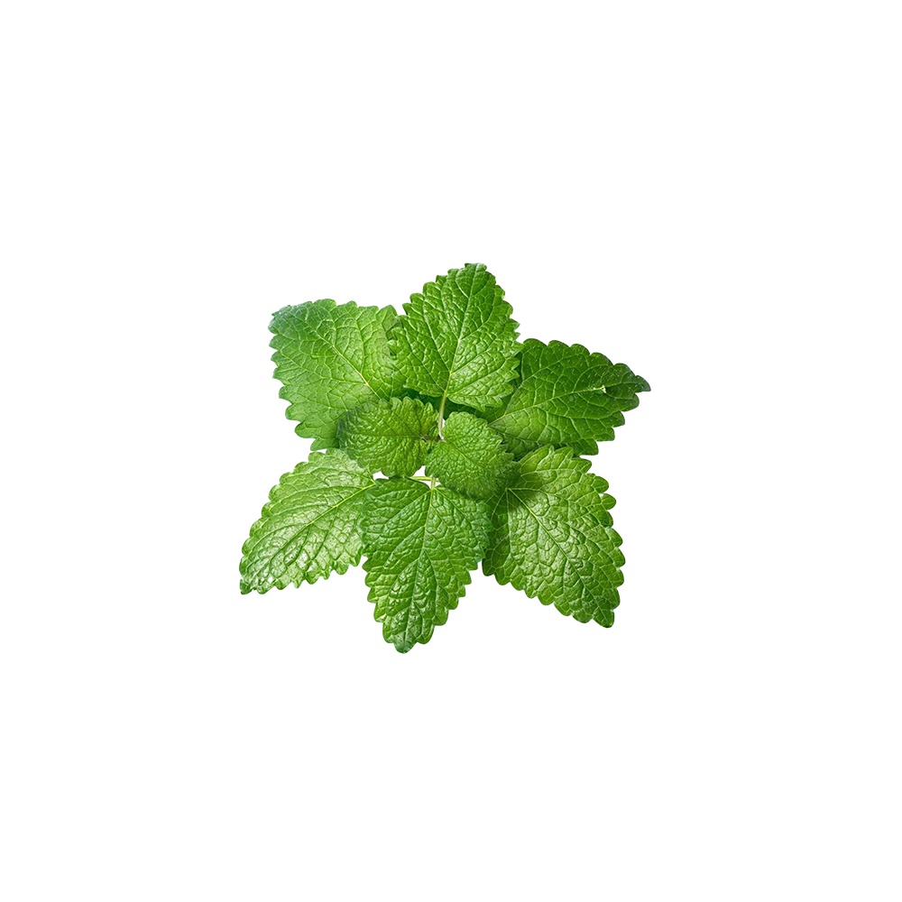 Lemon Balm