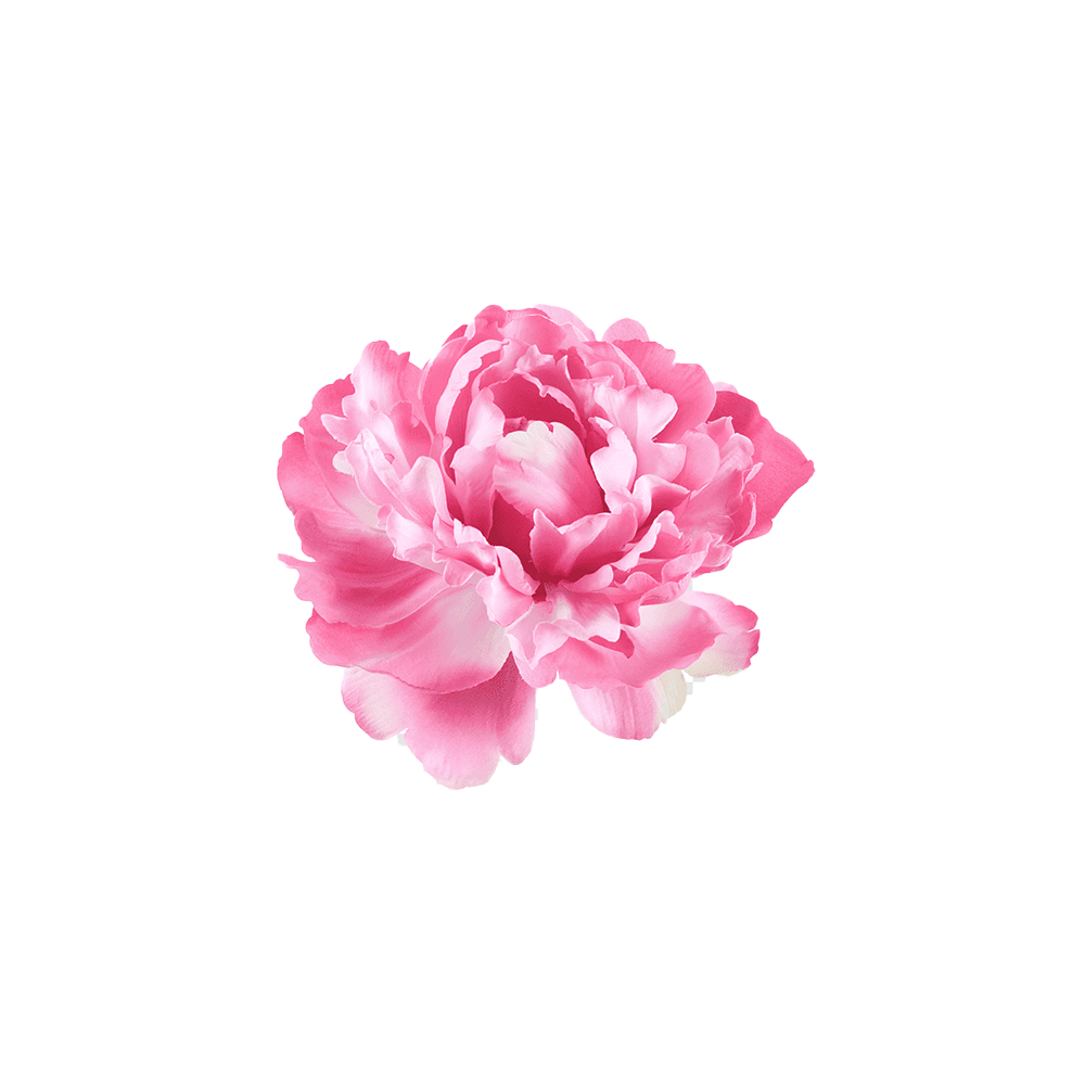 Paeonia