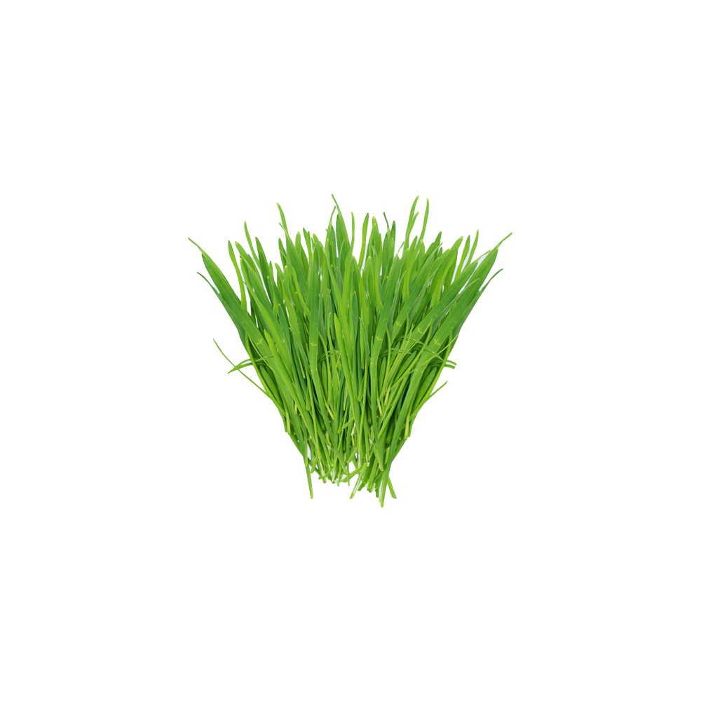 Wheat grass