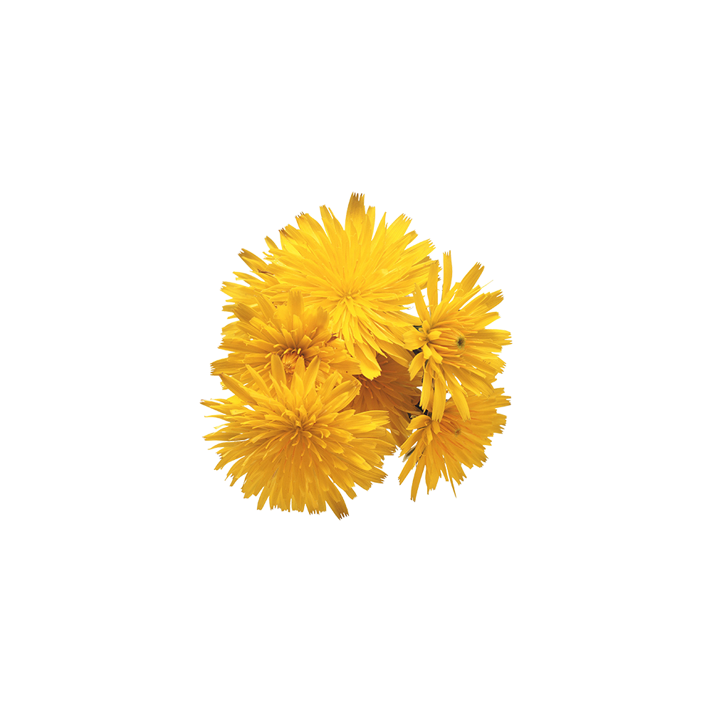 Dandelion