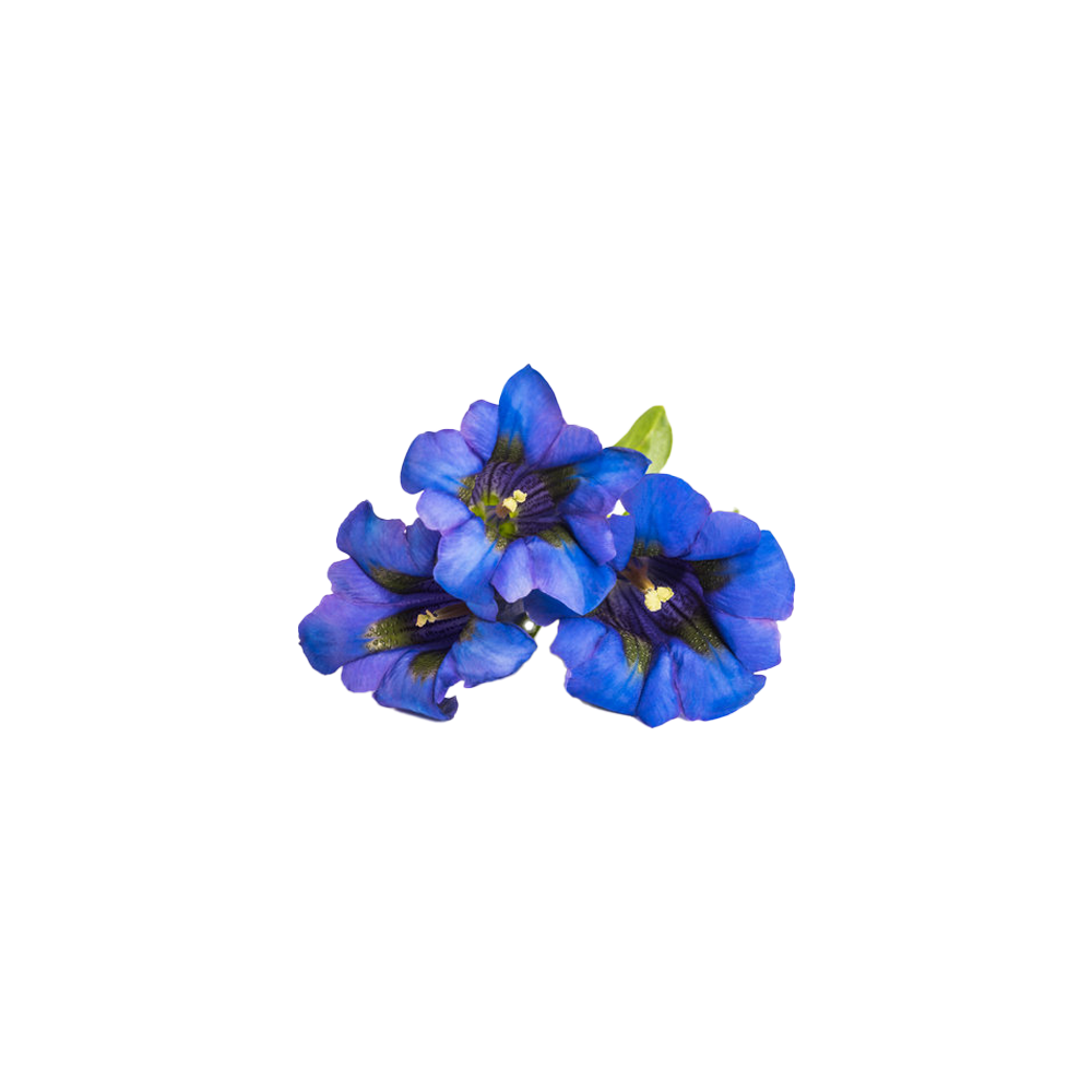 Gentian