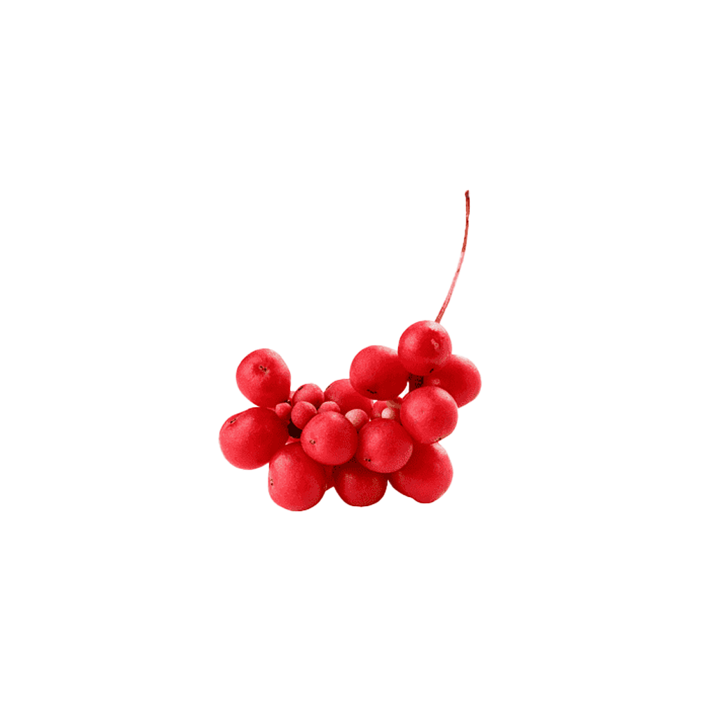 Schisandra